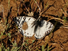 Melanargia arge