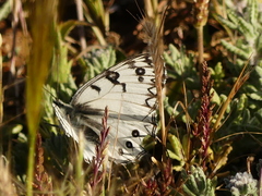 Melanargia arge