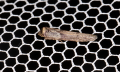 Blastobasis tanyptera