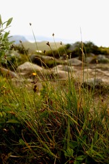 Carex lachenalii