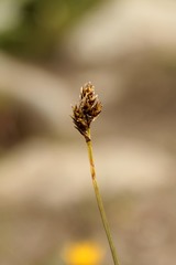 Carex lachenalii