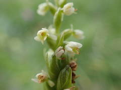 Pseudorchis albida albida