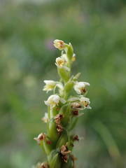 Pseudorchis albida albida