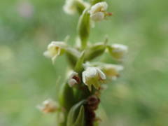 Pseudorchis albida albida