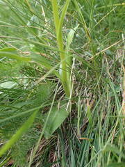 Pseudorchis albida albida