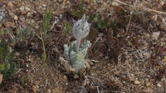 Salvia carduacea