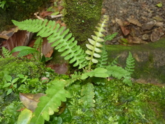 Blechnum polypodioides