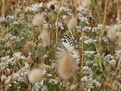 Melanargia arge