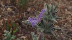 Salvia carduacea