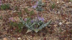Salvia carduacea