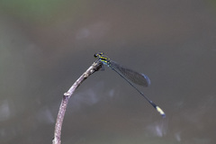 Pseudagrion melanicterum