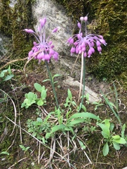 Allium carinatum pulchellum