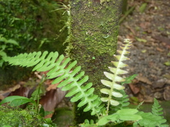 Blechnum polypodioides