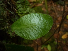 Image of Elaphoglossum crinitum
