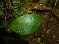 Elaphoglossum crinitum