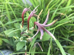 Freesia viridis viridis