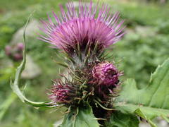 Cirsium alsophilum