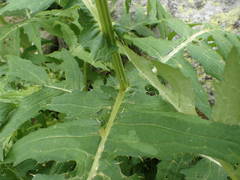 Cirsium alsophilum