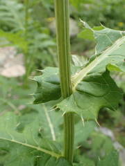 Cirsium alsophilum