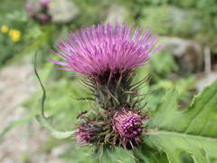 Cirsium alsophilum