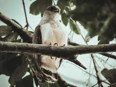 Pseudastur occidentalis