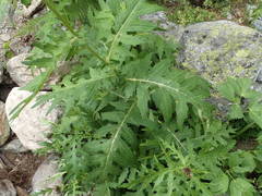 Cirsium alsophilum