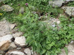 Cirsium alsophilum