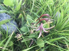 Freesia viridis viridis