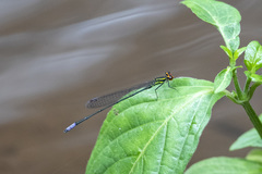 Pseudagrion hageni