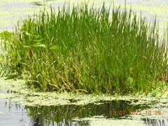 Triglochin scilloides