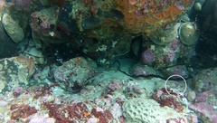 Parablennius laticlavius