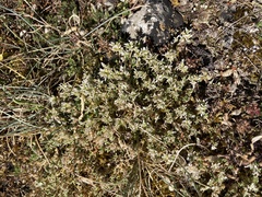 Arenaria erinacea