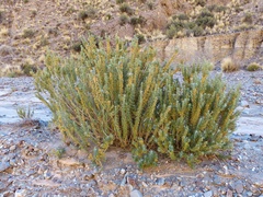Baccharis grisebachii