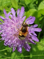 Eristalis jugorum