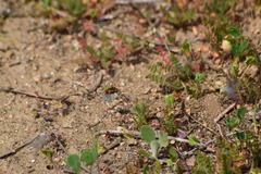 Bombylius curtirhynchus