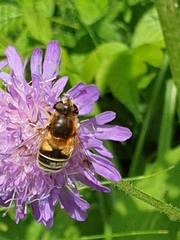Eristalis jugorum