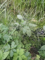 Alisma plantago-aquatica