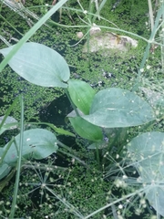 Alisma plantago-aquatica