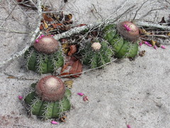Melocactus violaceus violaceus