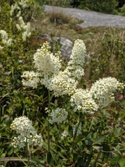 Melanthieae