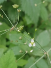 Alisma plantago-aquatica