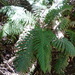 Gristle Fern - Photo (c) Colin Meurk, some rights reserved (CC BY-SA), uploaded by Colin Meurk