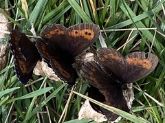 Erebia euryale