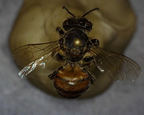 iNaturalist observation photo of Western Honey Bee