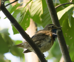 Luscinia svecica