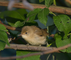 Acrocephalus palustris