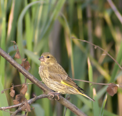 Chloris chloris