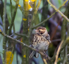 Emberiza schoeniclus