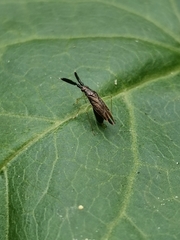 Heterotoma planicornis