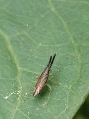 Heterotoma planicornis